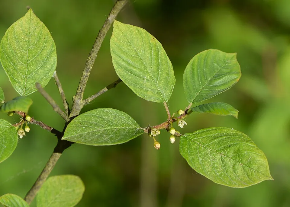 Alder Buckthorn Flower — botanical anatomy illustration