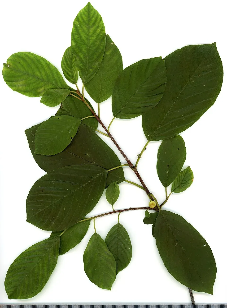 Alder Buckthorn Leaf — botanical anatomy illustration