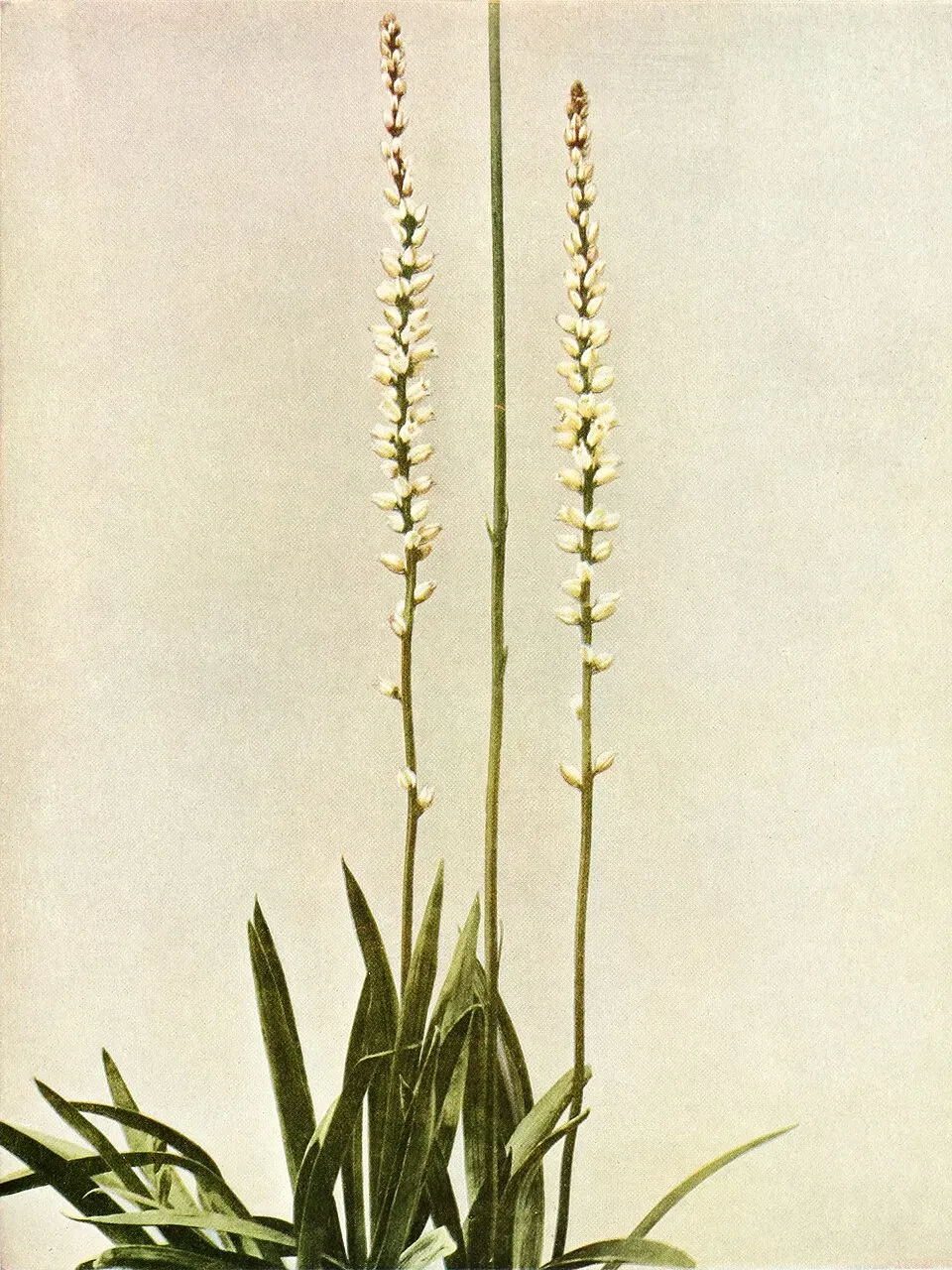 Aletris Flower — botanical anatomy illustration