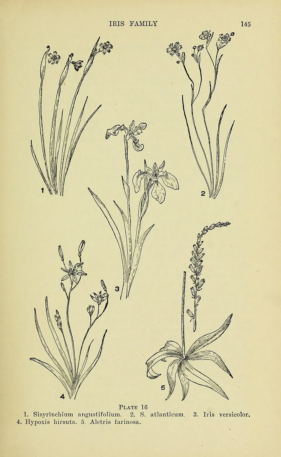 Aletris Leaf — botanical anatomy illustration
