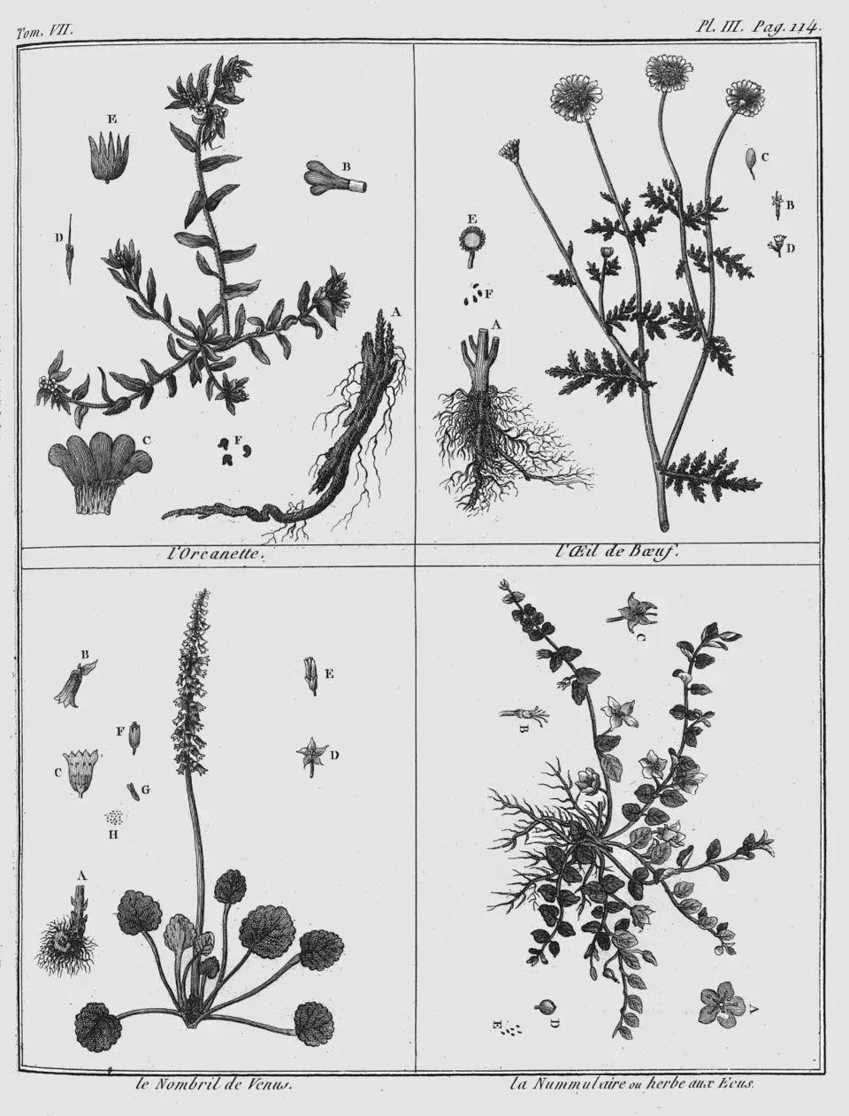 Alkanet Root System — botanical anatomy illustration