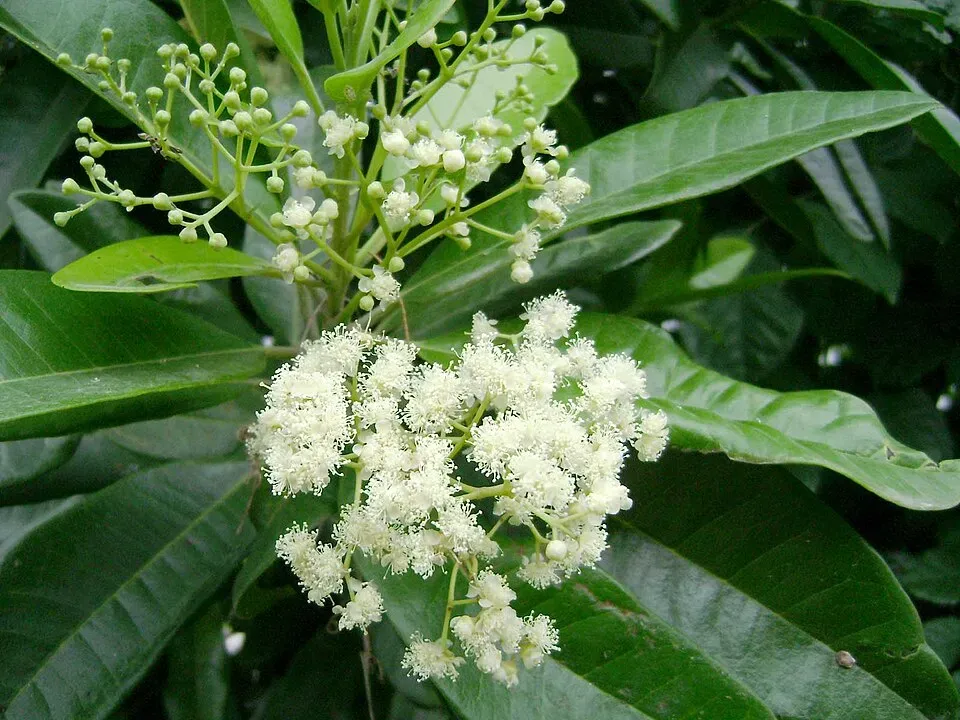 Allspice Flower — botanical anatomy illustration