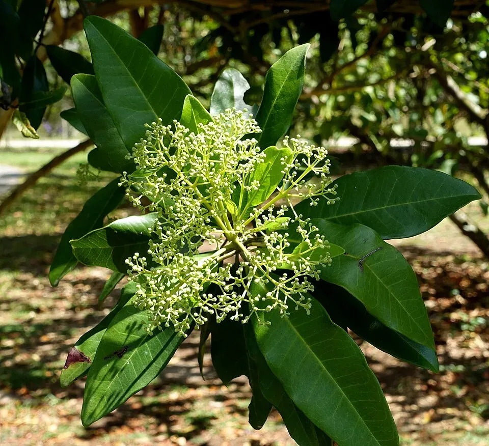 Allspice Fruit — botanical anatomy illustration