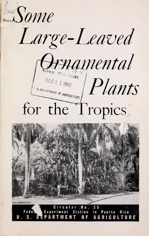 Alocasia Chantrieri Root System — botanical anatomy illustration