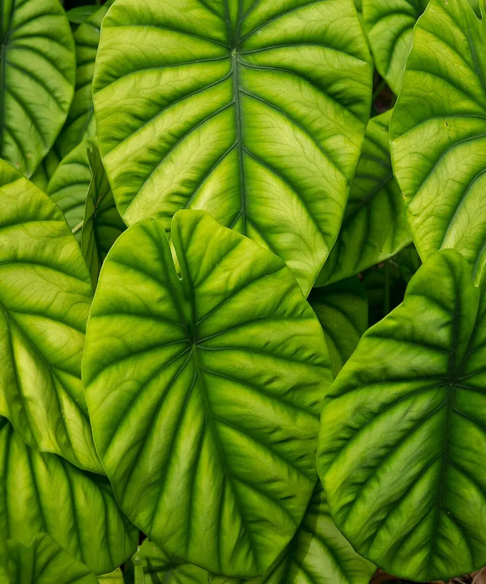 Alocasia Cuprea Leaf — botanical anatomy illustration