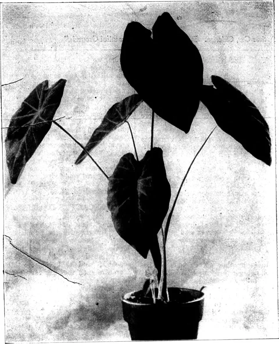 Alocasia Cuprea Root System — botanical anatomy illustration