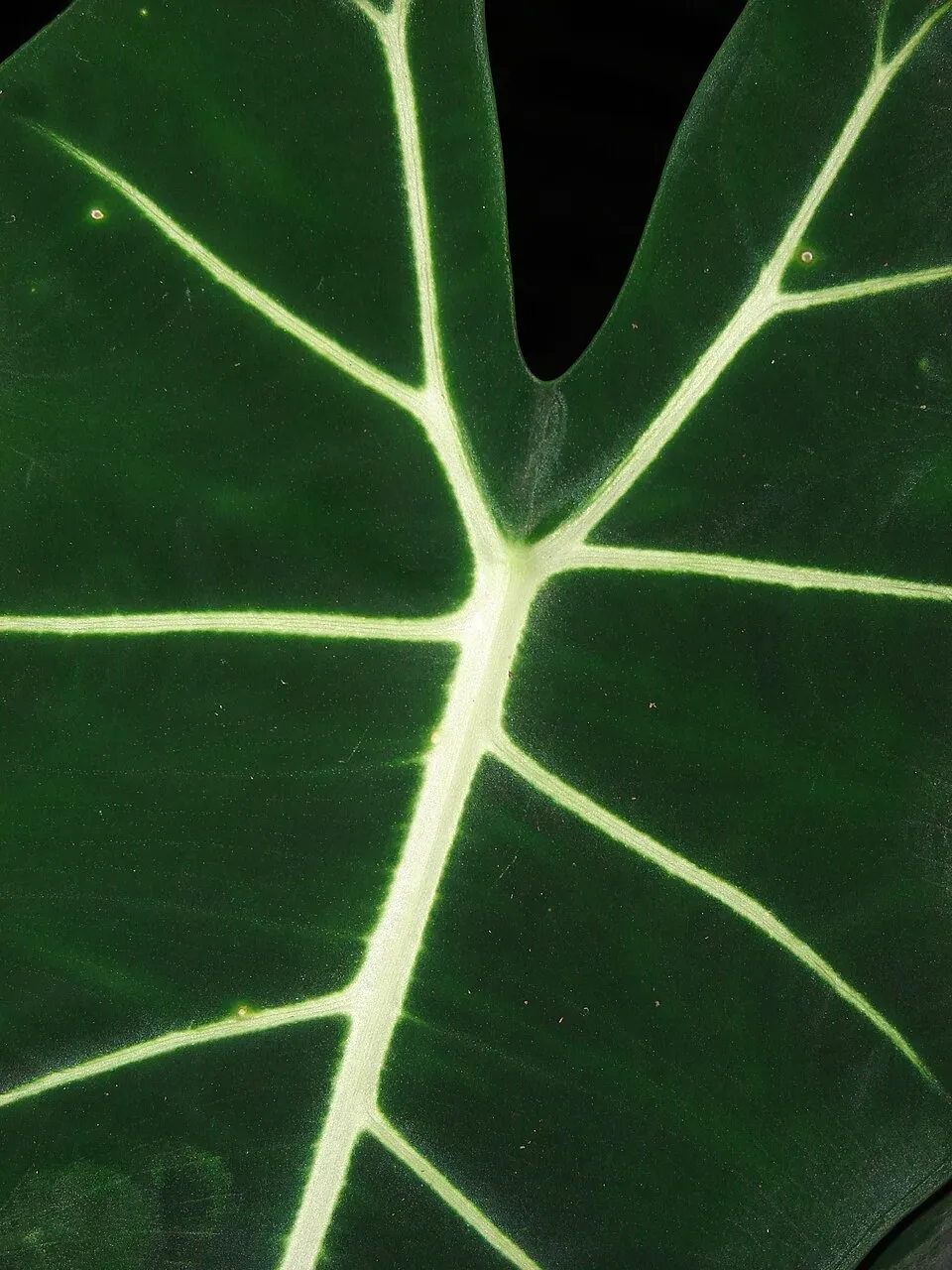 Alocasia Frydek Leaf — botanical anatomy illustration