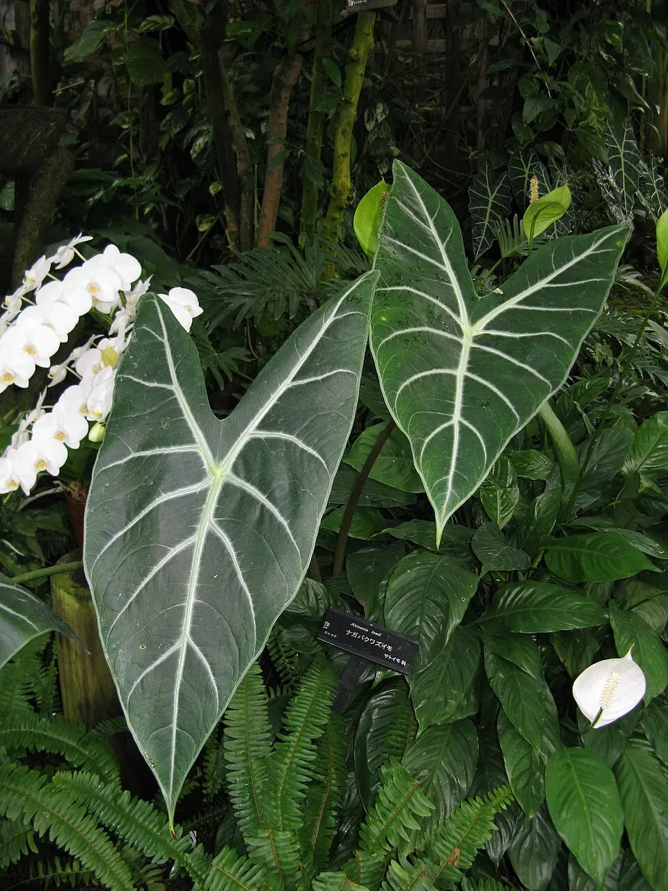 Alocasia Longiloba Flower — botanical anatomy illustration