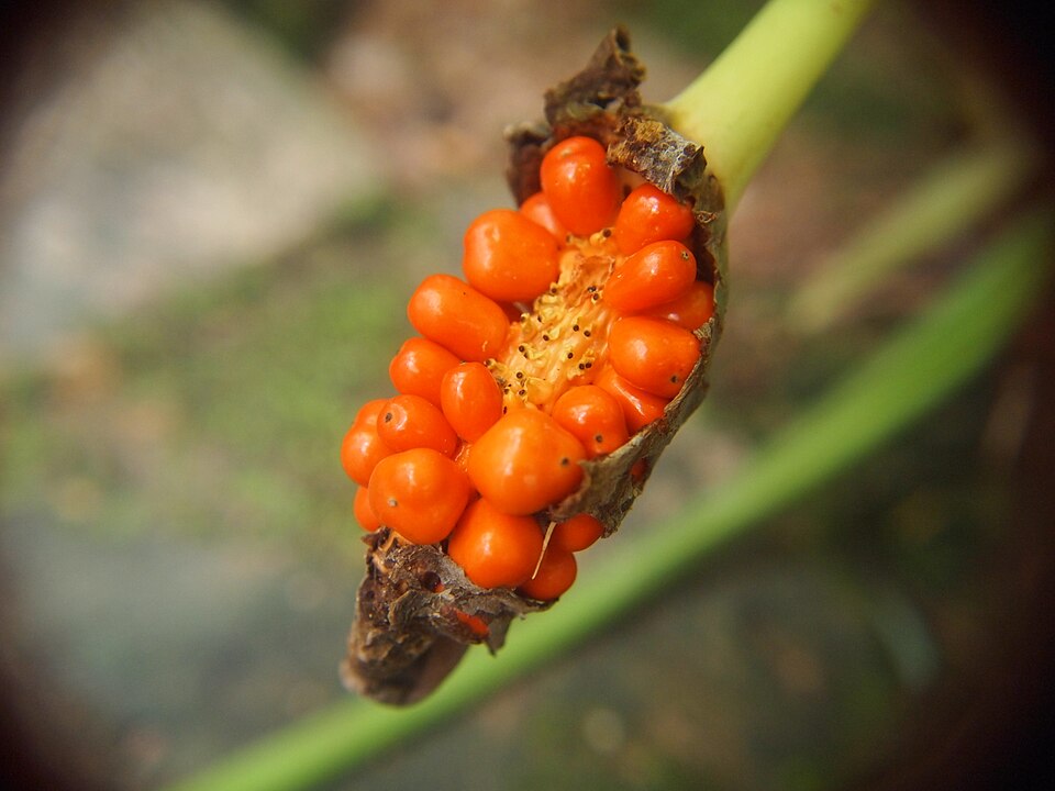 Alocasia Longiloba Fruit — botanical anatomy illustration