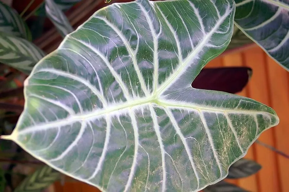 Alocasia Longiloba Leaf — botanical anatomy illustration