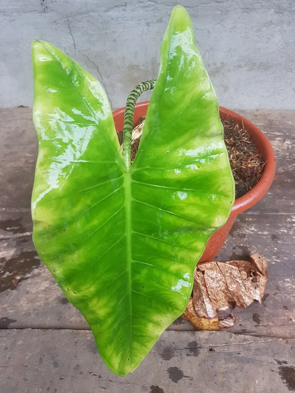 Alocasia Zebrina Leaf — botanical anatomy illustration