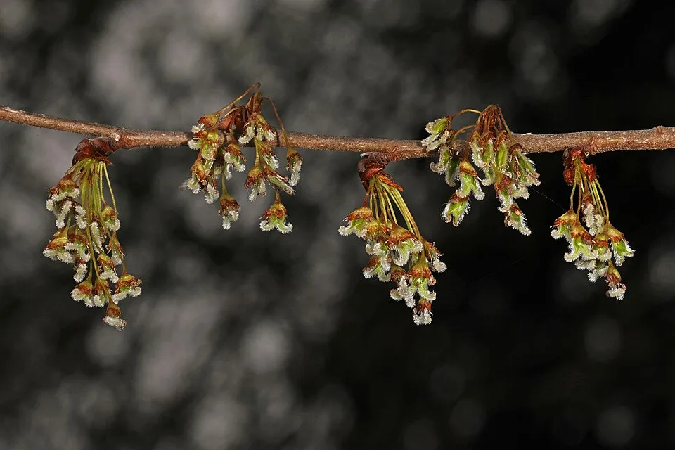 American Elm Flower — botanical anatomy illustration