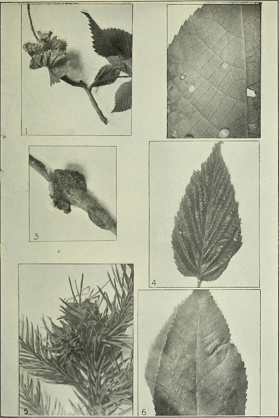 American Elm Fruit — botanical anatomy illustration
