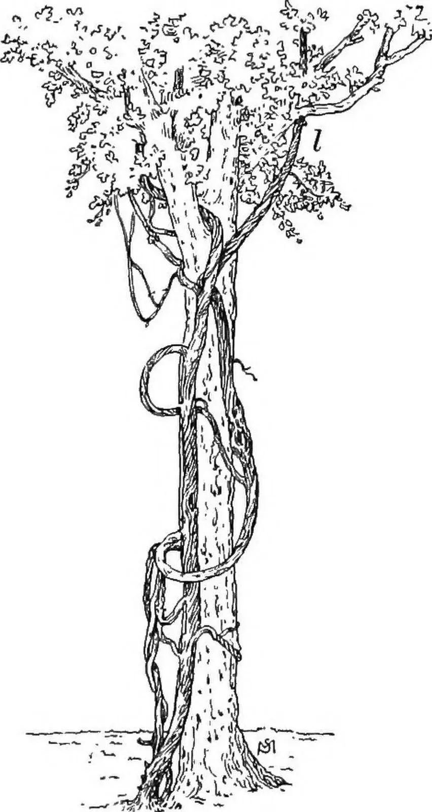 American Elm Root System — botanical anatomy illustration