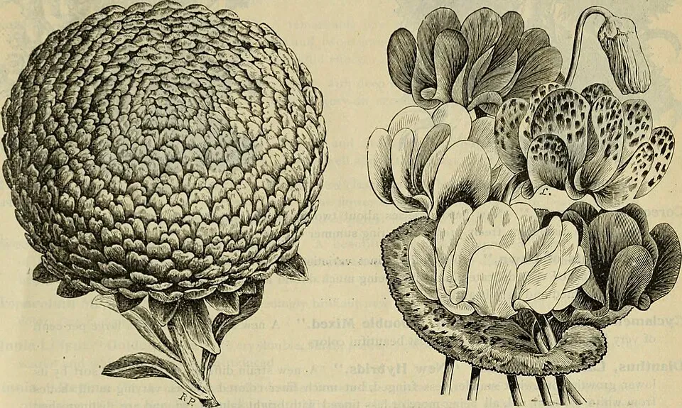 Amethyst Flower Fruit — botanical anatomy illustration
