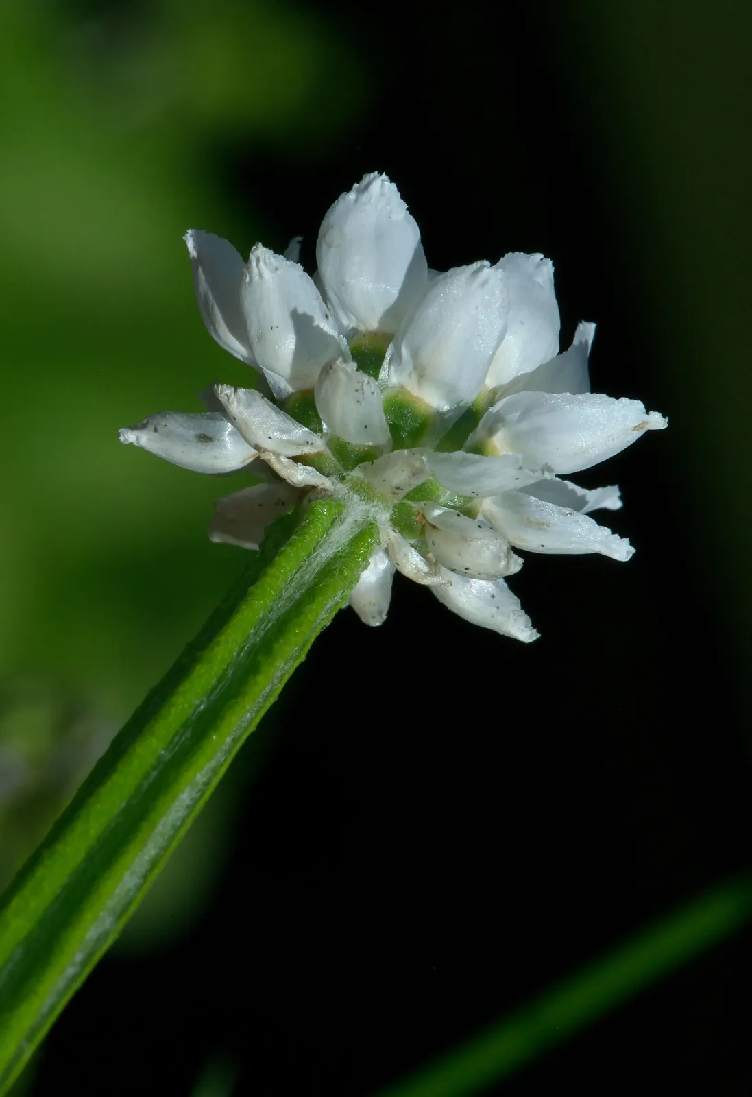 Ammobium Alatum Flower — botanical anatomy illustration