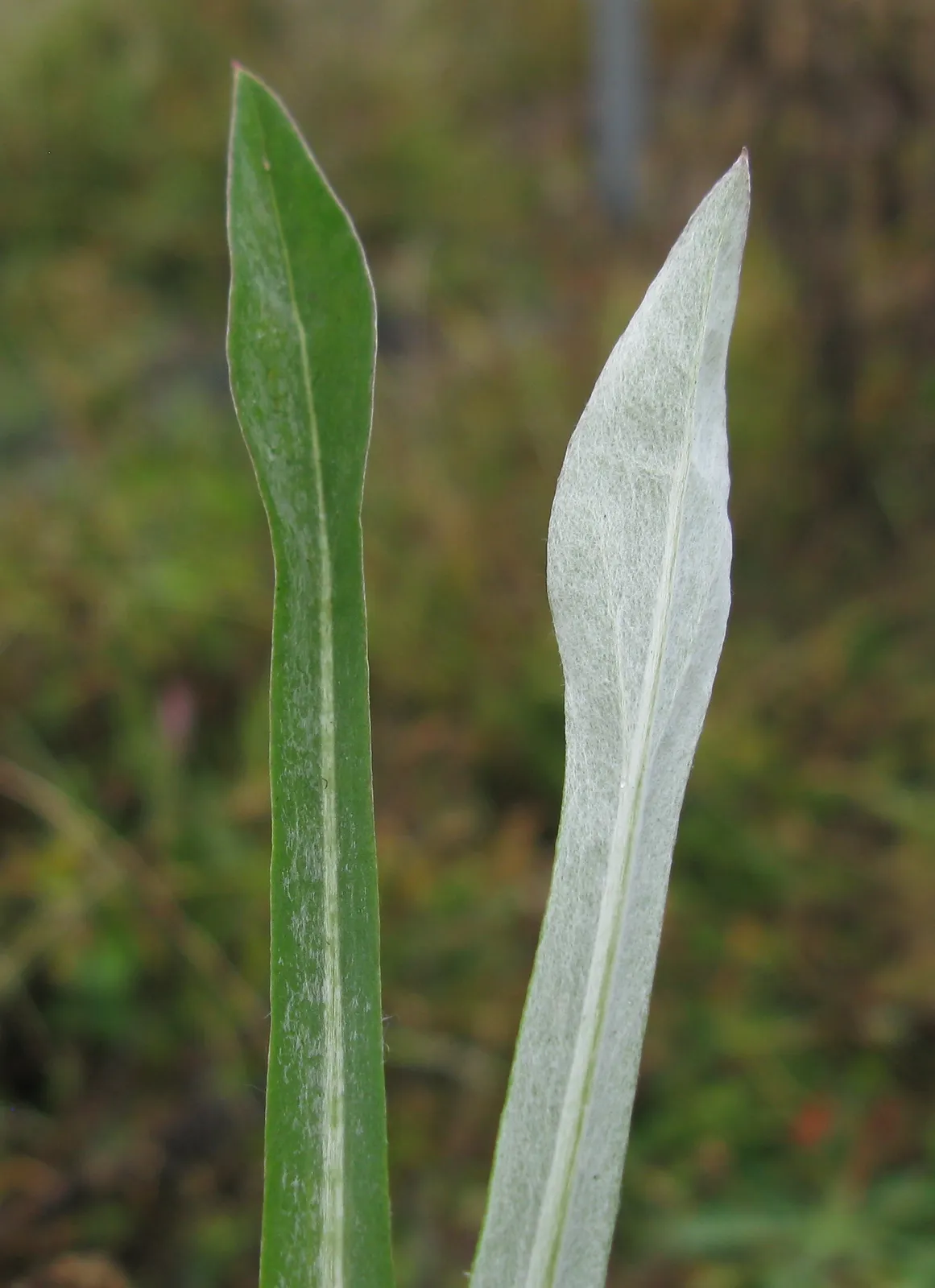 Ammobium Alatum Leaf — botanical anatomy illustration