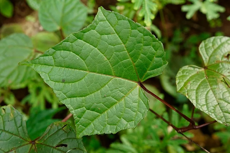 Ampelocissus Leaf — botanical anatomy illustration