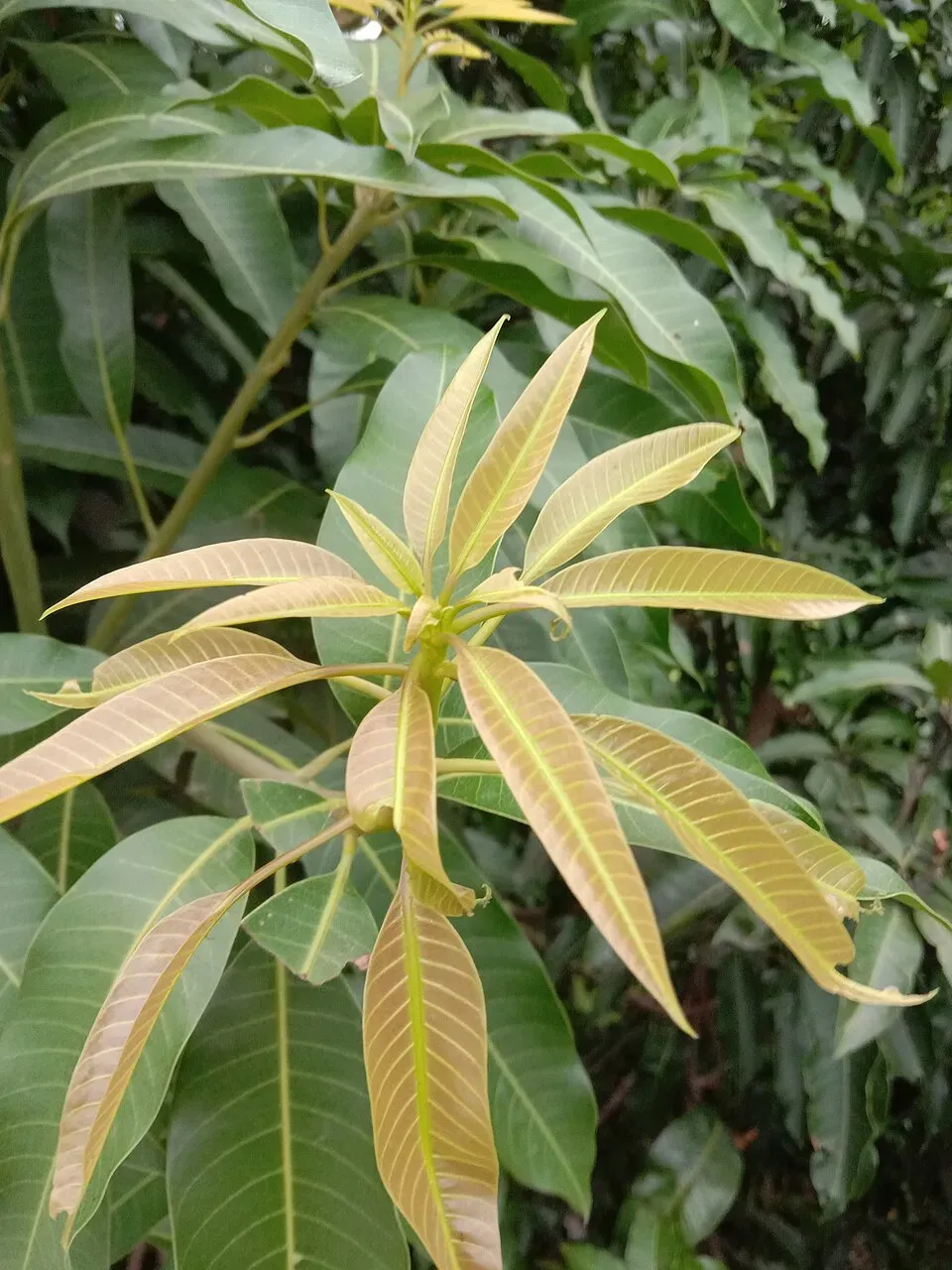 Amra Leaf — botanical anatomy illustration