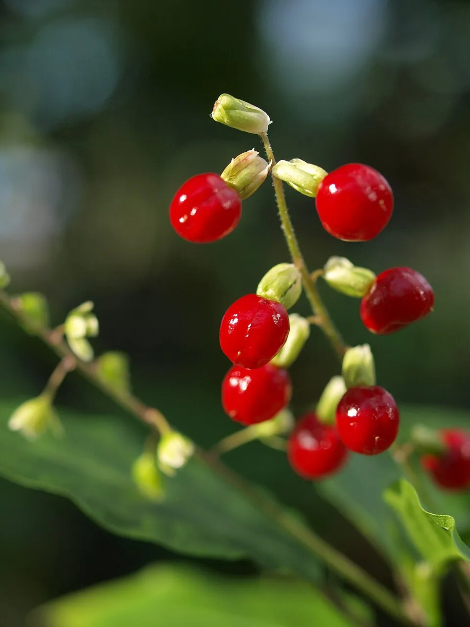 Anamu Fruit — botanical anatomy illustration
