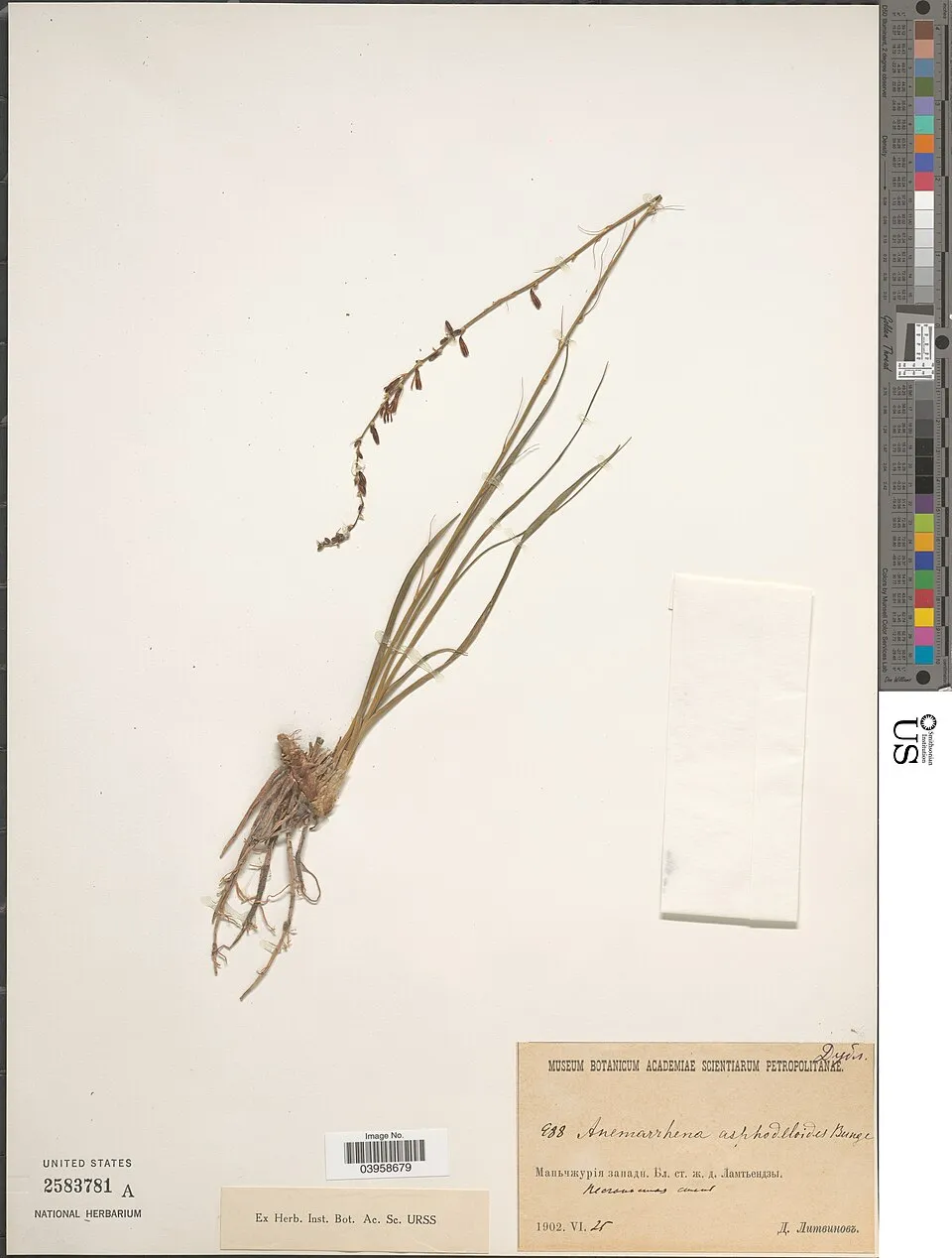 Anemarrhena Flower — botanical anatomy illustration