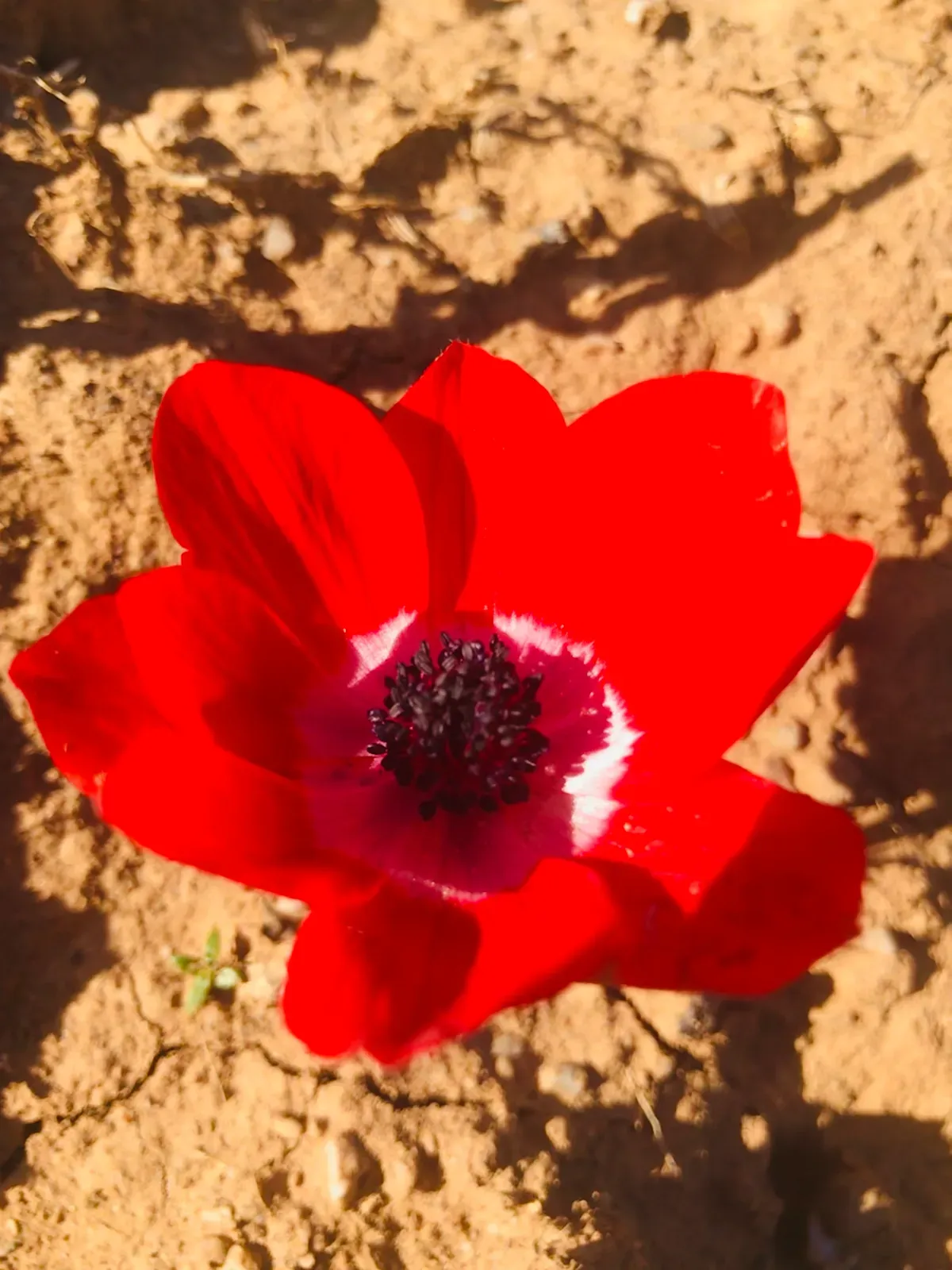 Anemone Coronaria Flower — botanical anatomy illustration