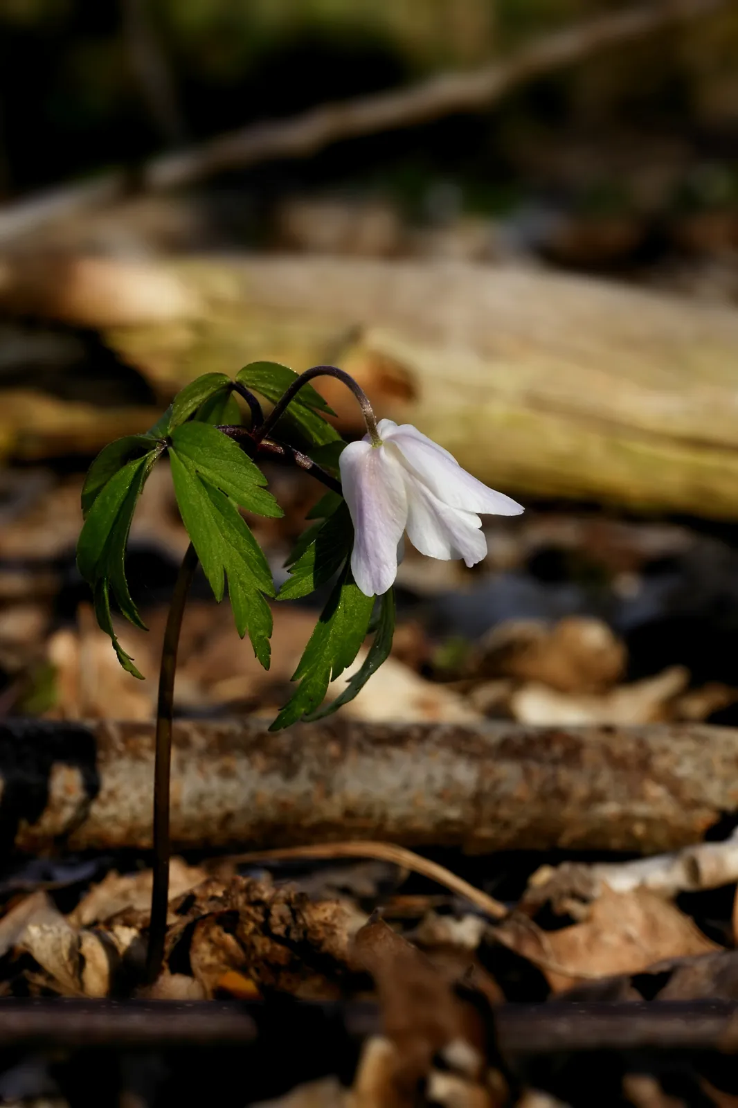Anemone Nemorosa Flower — botanical anatomy illustration