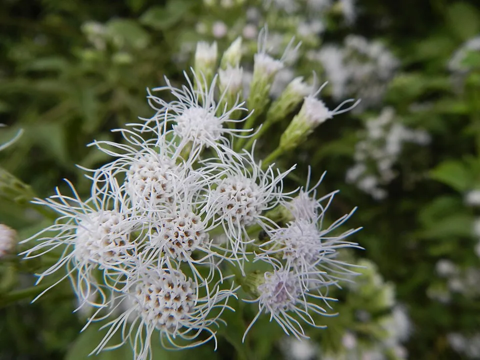Annatto Flower — botanical anatomy illustration