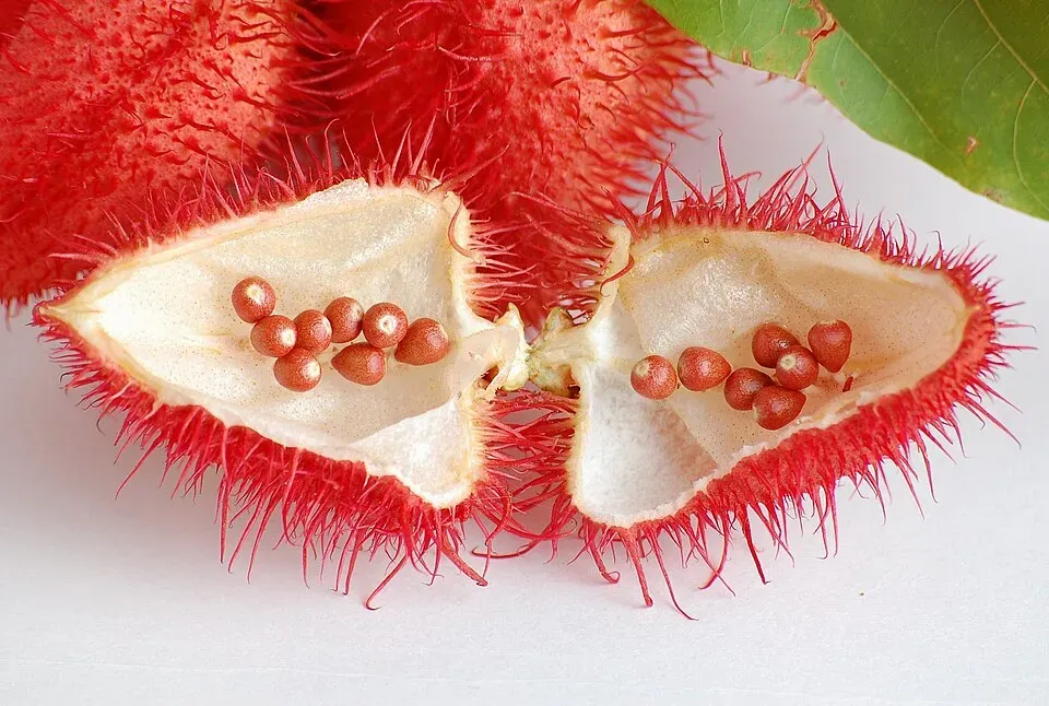 Annatto Fruit — botanical anatomy illustration