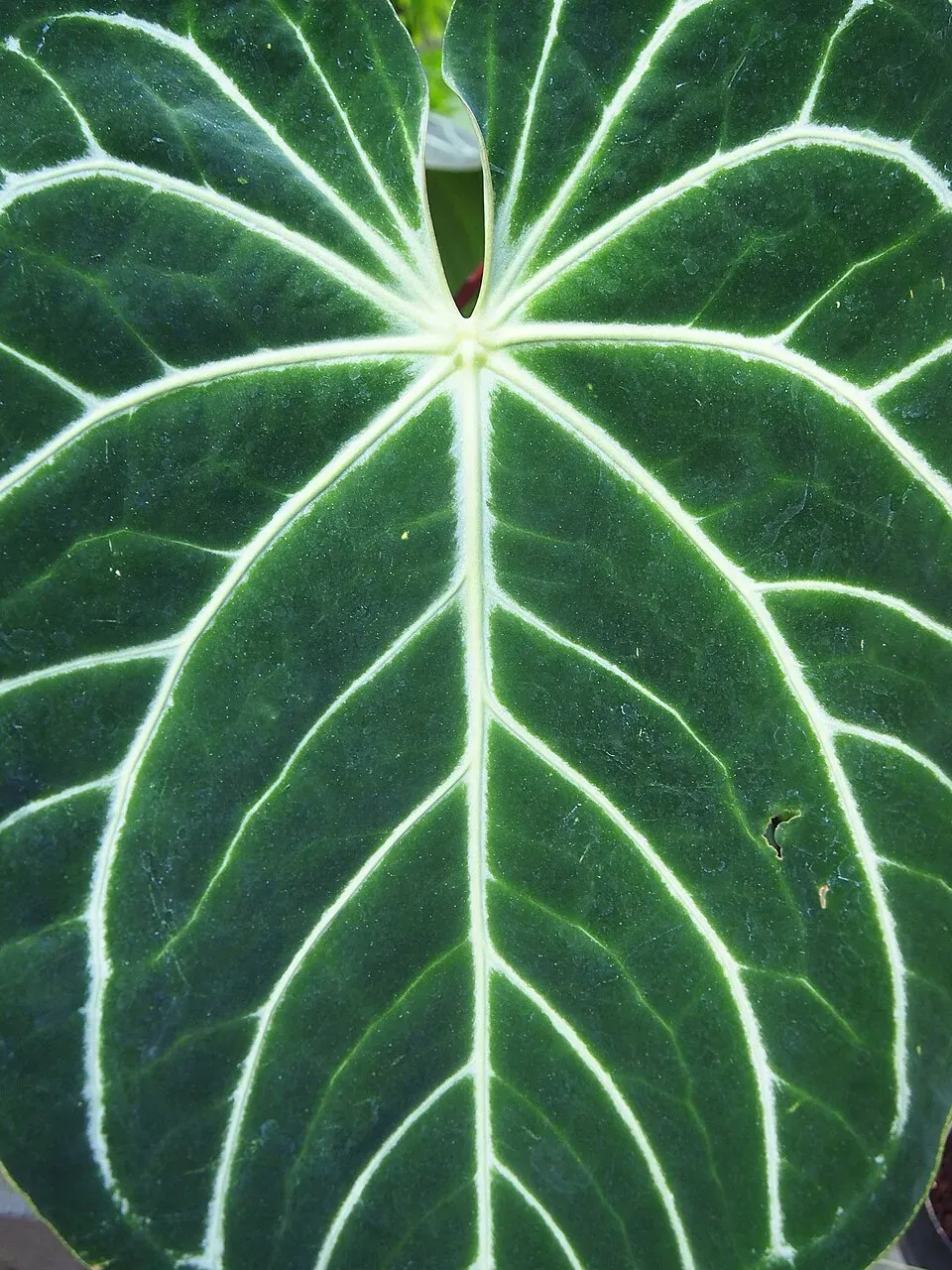 Anthurium Magnificum Leaf — botanical anatomy illustration