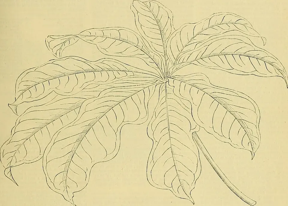 Anthurium Radicans Fruit — botanical anatomy illustration