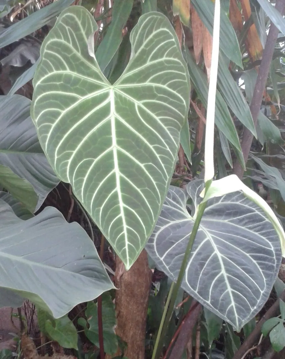 Anthurium Regale Leaf — botanical anatomy illustration