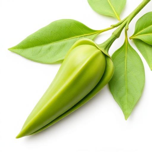 Aparajita (Butterfly Pea) Fruit — botanical anatomy illustration