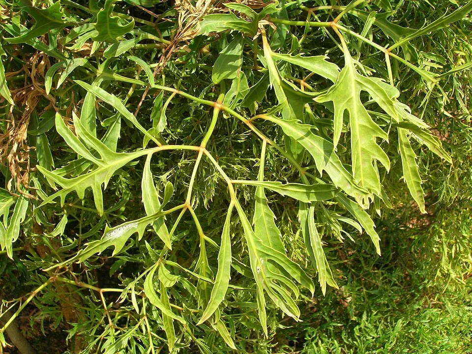 Aralia Ming Leaf — botanical anatomy illustration