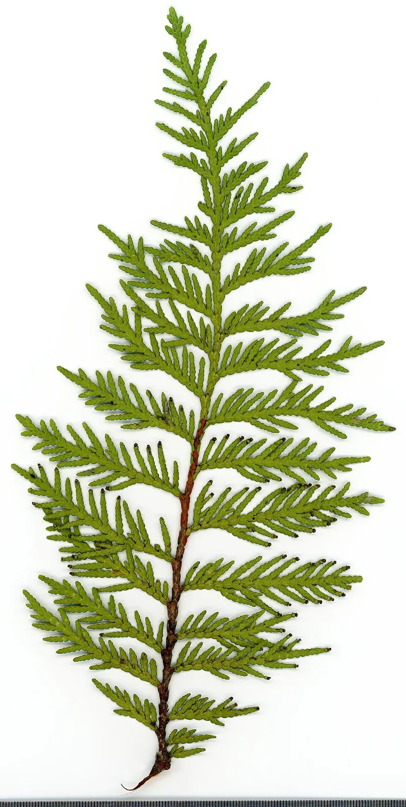 Arborvitae Leaf — botanical anatomy illustration