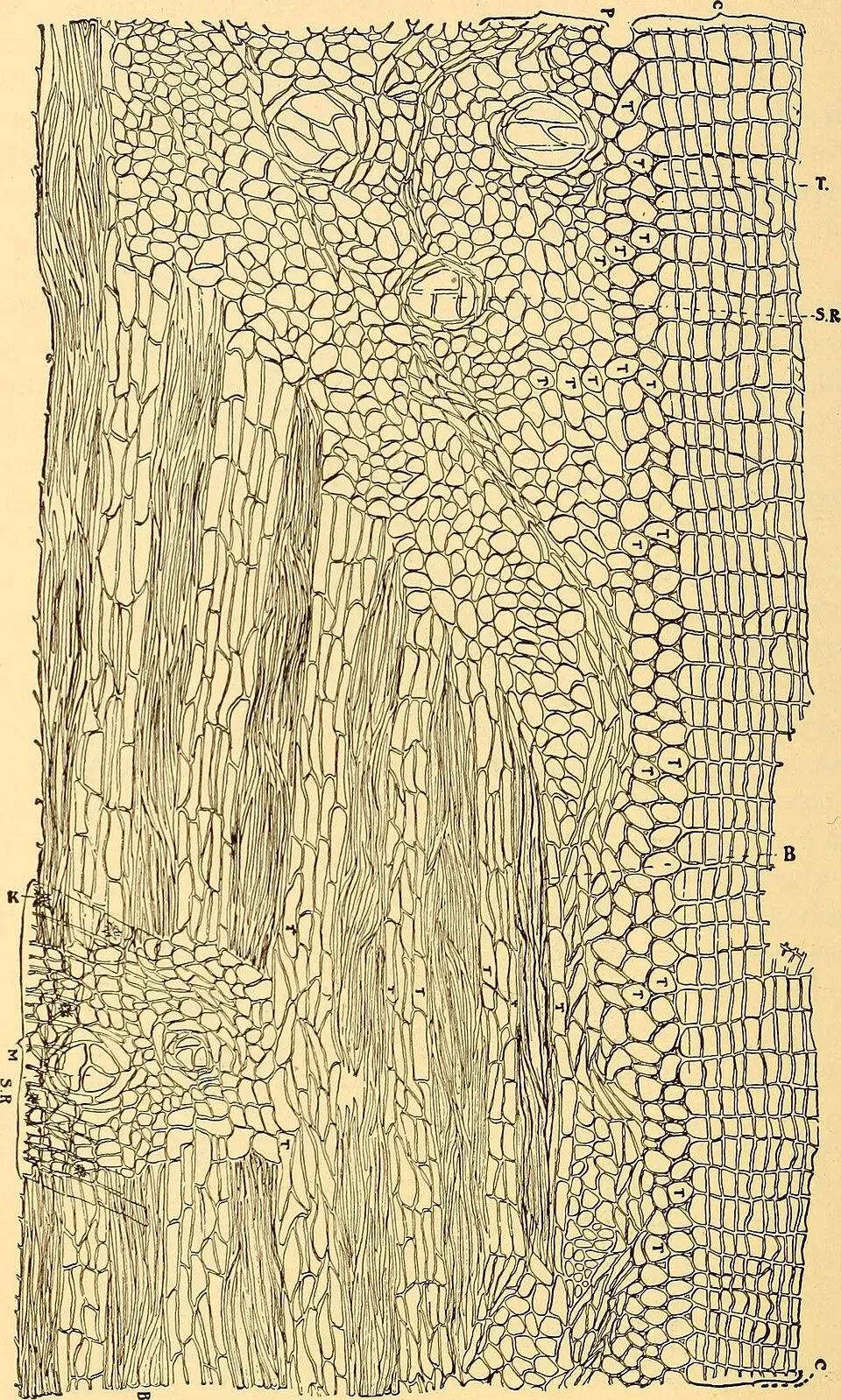 Arborvitae Root System — botanical anatomy illustration