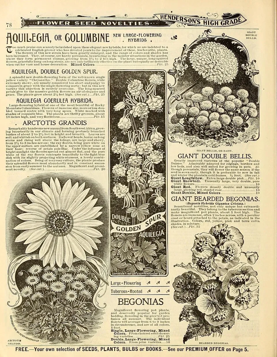 Arctotis Hybrid Flower — botanical anatomy illustration