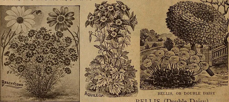 Arctotis Hybrid Fruit — botanical anatomy illustration
