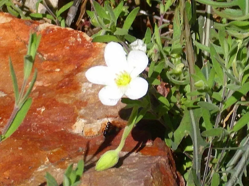 Arenaria Montana Flower — botanical anatomy illustration