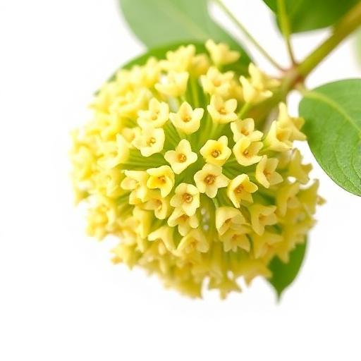 Arjuna Tree Flower — botanical anatomy illustration