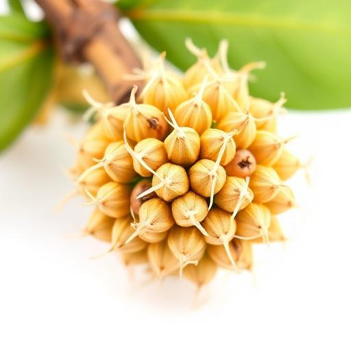 Arjuna Tree Seed — botanical anatomy illustration