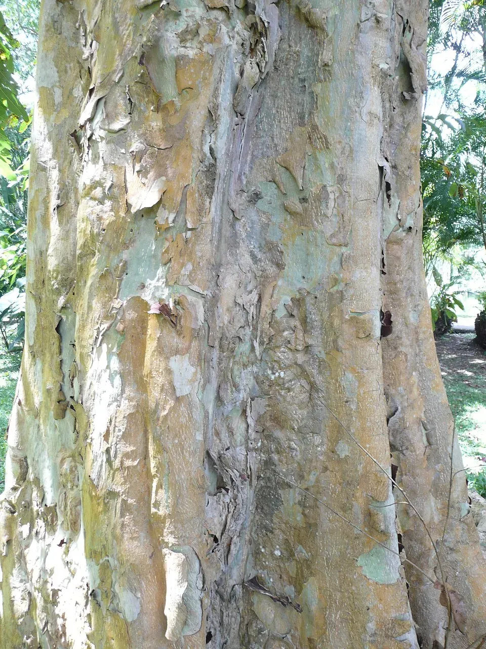 Arjuna Tree Bark & Stem — botanical anatomy illustration