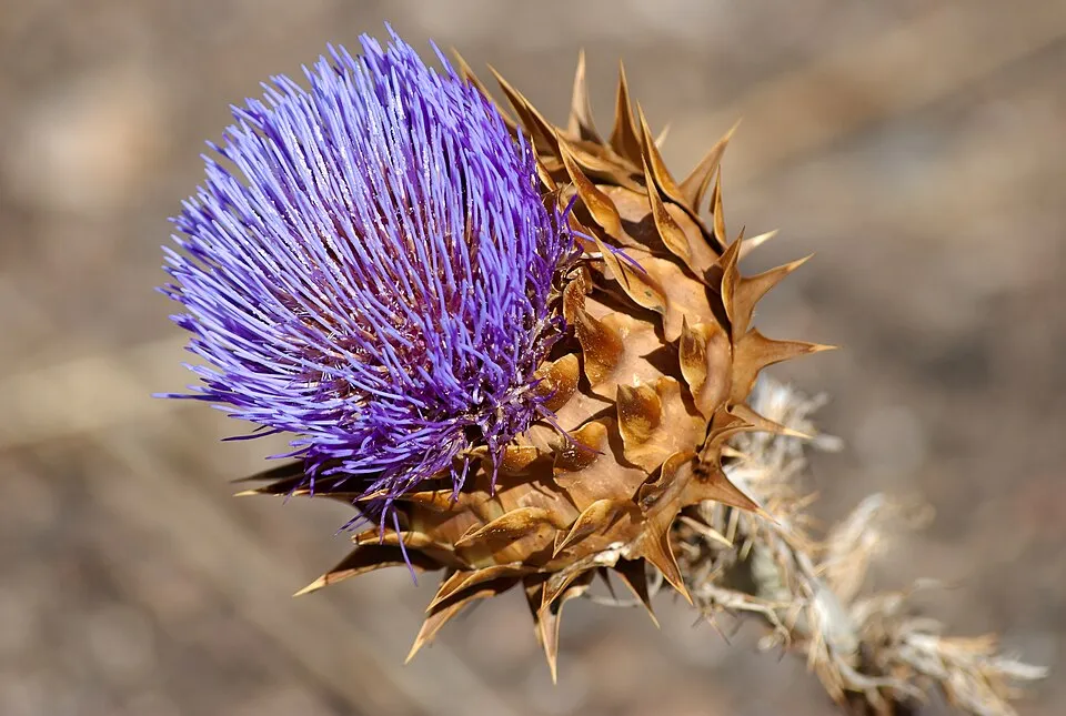 Artichoke Leaf Flower — botanical anatomy illustration
