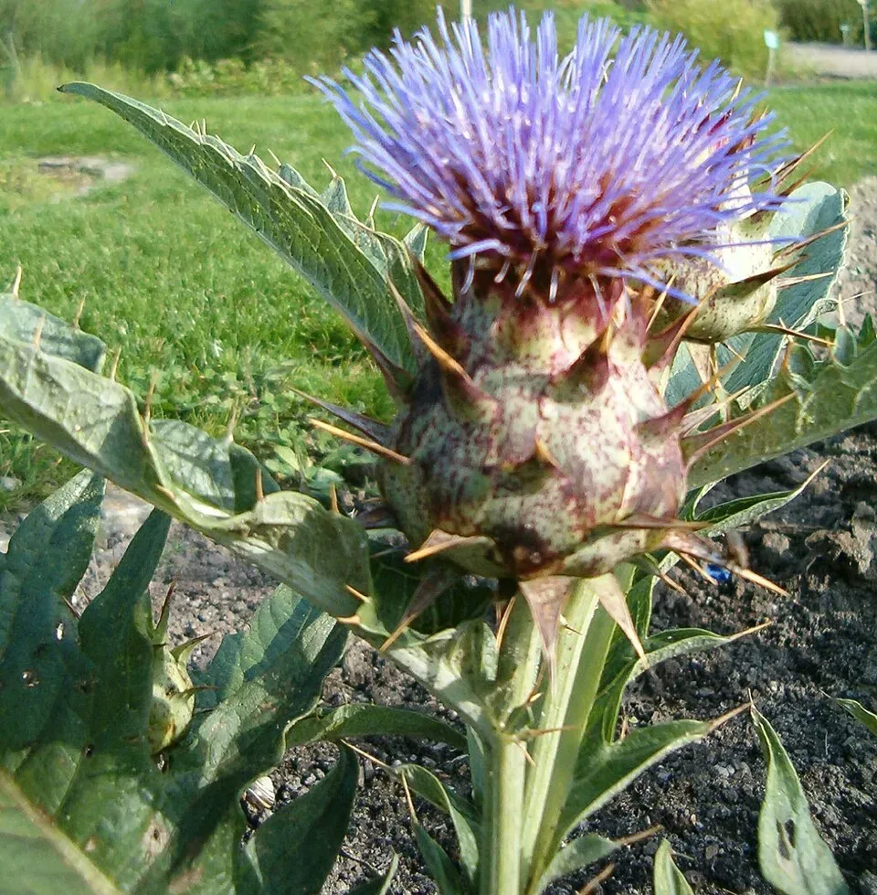Artichoke Flower — botanical anatomy illustration