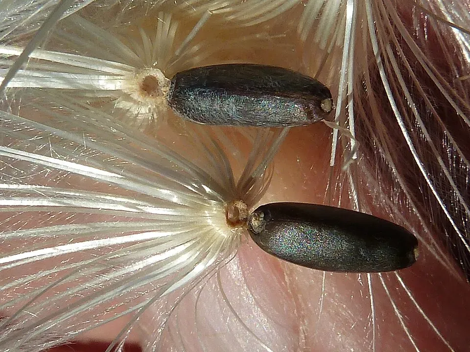 Artichoke Fruit — botanical anatomy illustration