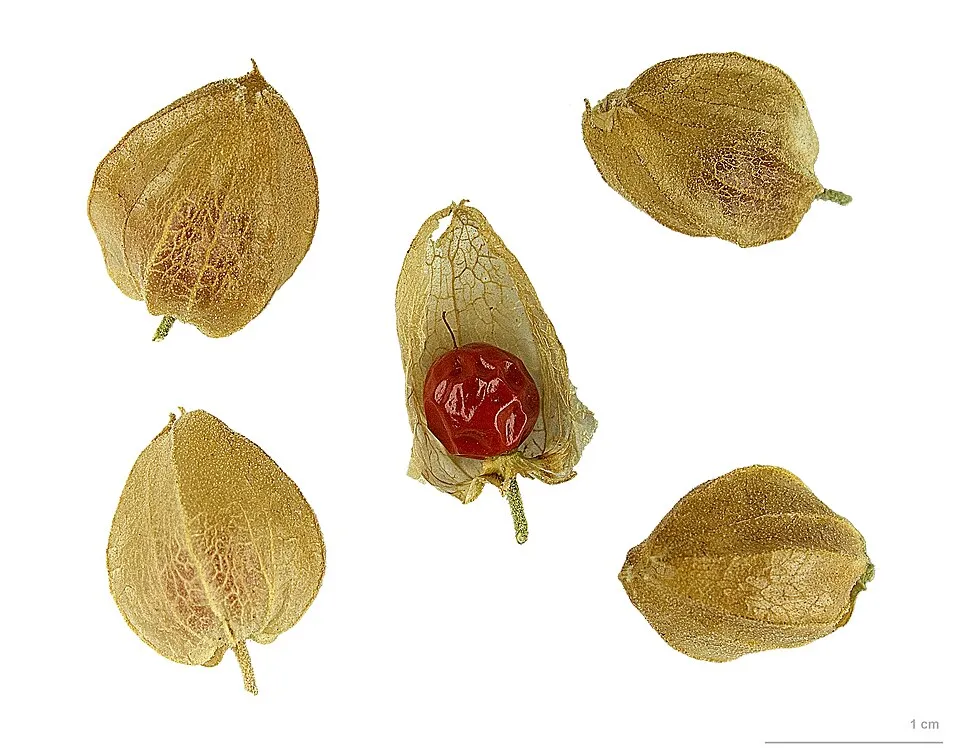 Asgand Fruit — botanical anatomy illustration