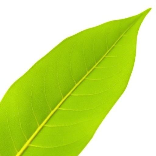 Ashwagandha Leaf — botanical anatomy illustration