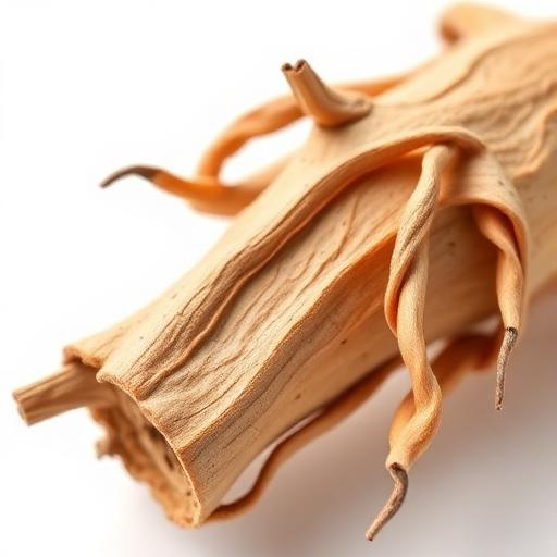 Ashwagandha Root System — botanical anatomy illustration