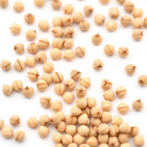 Ashwagandha Seed — botanical anatomy illustration