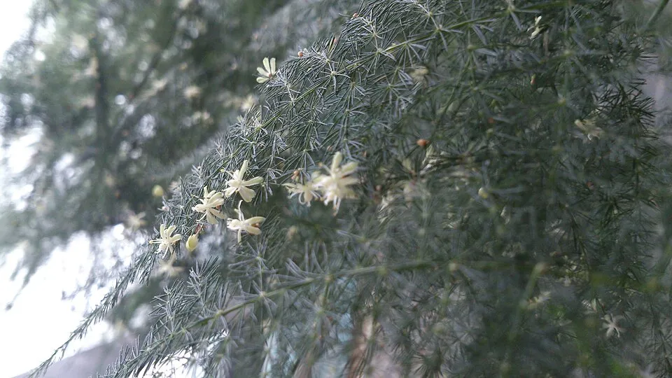 Asparagus Fern Flower — botanical anatomy illustration